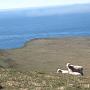 Aber es wäre nicht Island, wenn nicht selbst an diesem kargen, windgepeitschten Punkt noch Schafe zu finden wären!